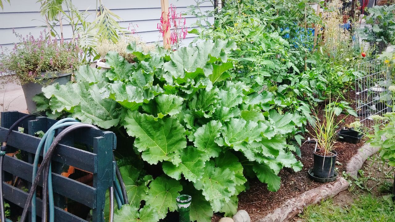 Biggest rhubarb plant