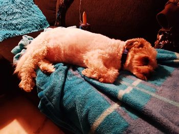 Close-up of dog relaxing on bed