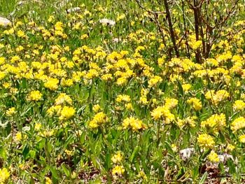 Close up of yellow flowers blooming in field