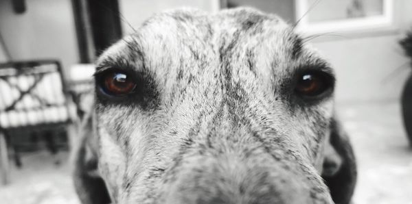 Close-up portrait of dog