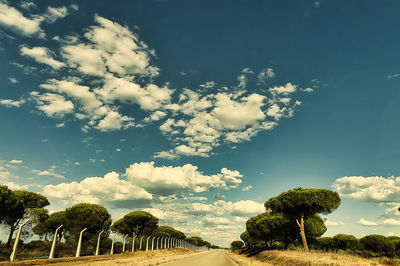 Panoramic shot of trees on field against sky