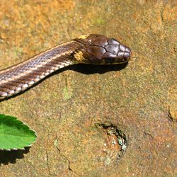 High angle view of lizard on land