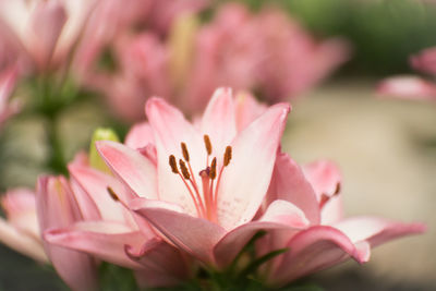 Close-up of pink flower