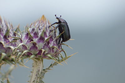 Close-up of flowers