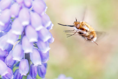 Close-up of insect buzzing by bluebells