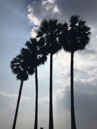 Low angle view of palm trees against sky