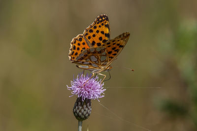 Close-up of butterfly on purple flower