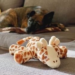 Close-up of dog lying on floor