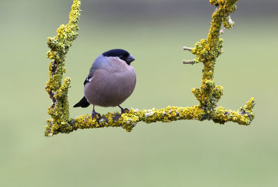 Close-up of bird perching on branch