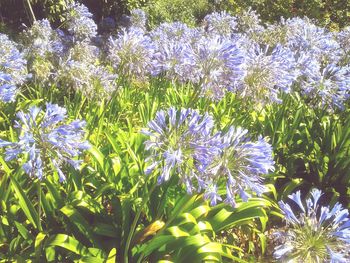 Close-up of purple flowers