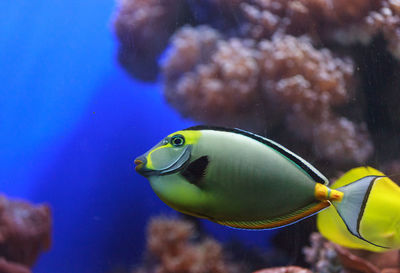 Close-up side view of naso tang fish in water