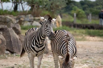 Zebra standing on field