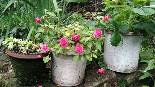 Potted plants in garden