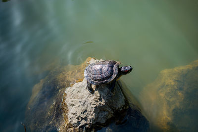 High angle view of turtle on rock