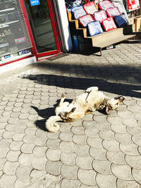 Cat lying on cobblestone street