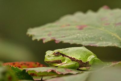 Close-up of grasshopper on leaf