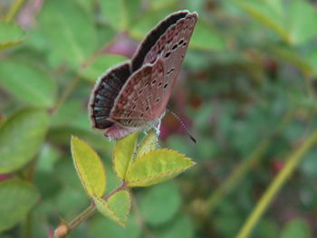 Butterfly on leaf