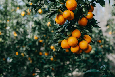 Fruits growing on tree