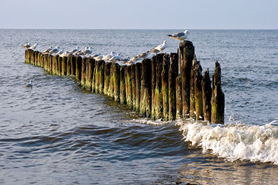 Seagull perching on wooden post by sea against sky