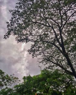 Low angle view of trees against cloudy sky