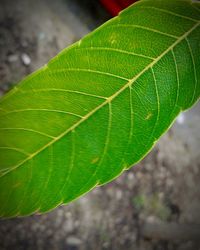 Close-up of fresh green leaf
