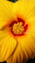 Close-up of yellow hibiscus blooming outdoors