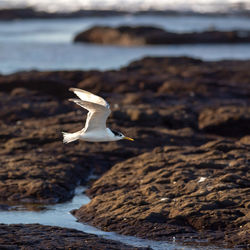 Tern flying over sea