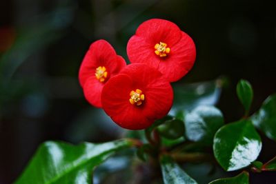 Close-up of flowers blooming outdoors