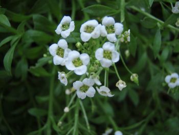 Close-up of flowers blooming outdoors