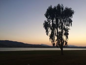 Tree growing on field by lake against clear sky during sunset