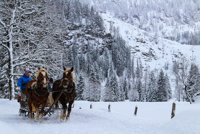 Man riding horse cart on snow