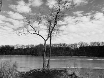 Bare tree by lake against sky