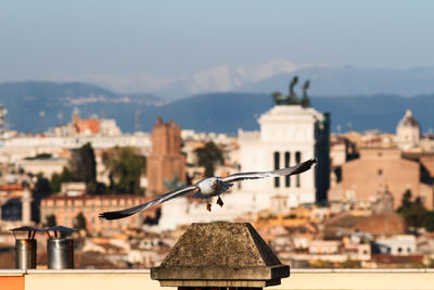 Panorama on the city of rome, altare della patria, roofs, churches. 