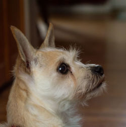 Close-up of a dog looking away