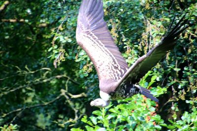 Close-up of bird flying over a forest