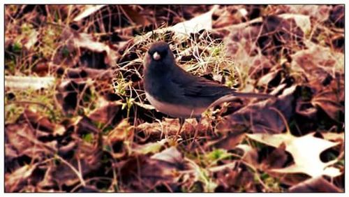 Close-up of bird