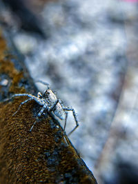 Close-up of insect on rock