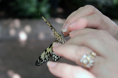 Close-up of butterfly on hand