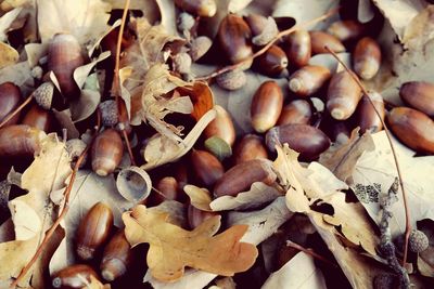 Full frame shot of dried leaves