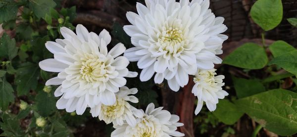 Close-up of white flowering plant