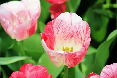 Close-up of pink flower