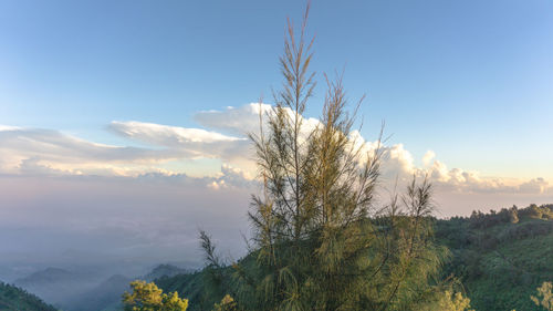 Plants on landscape against sky