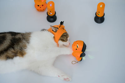 Cat with halloween costume concept during play toy
