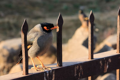 Close-up of birds perching on railing