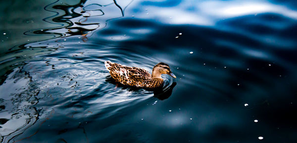 High angle view of duck swimming in lake