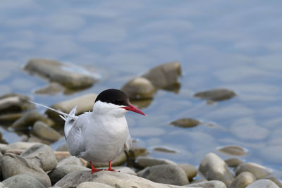 Seagull perching on rock