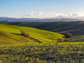 Scenic view of agricultural field against sky