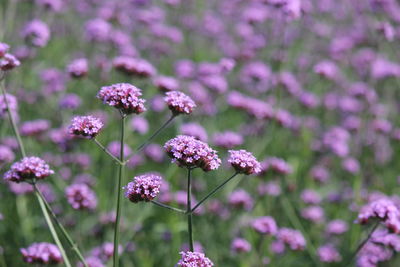 Close-up of pink flowering plants