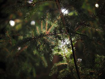 Low angle view of trees in forest