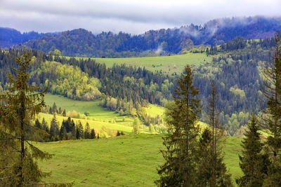 Scenic view of trees on field against sky